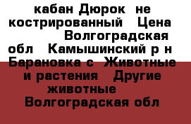 кабан Дюрок  не кострированный › Цена ­ 20 000 - Волгоградская обл., Камышинский р-н, Барановка с. Животные и растения » Другие животные   . Волгоградская обл.